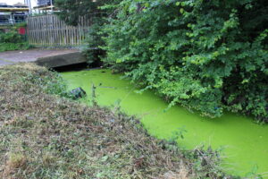 Wraysbury Drain 