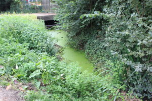 Wraysbury Drain still blocked at Feathers Lane