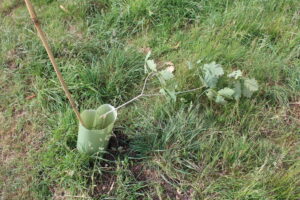 One of the newly planted Oak trees on Datchet Recreation Ground.